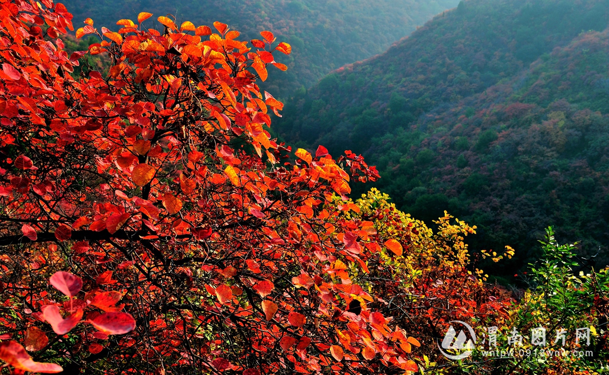 韩城香山红叶景区-摄影：刘玉虎