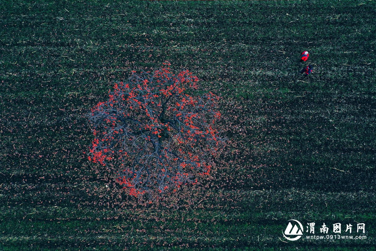 DJI_0916